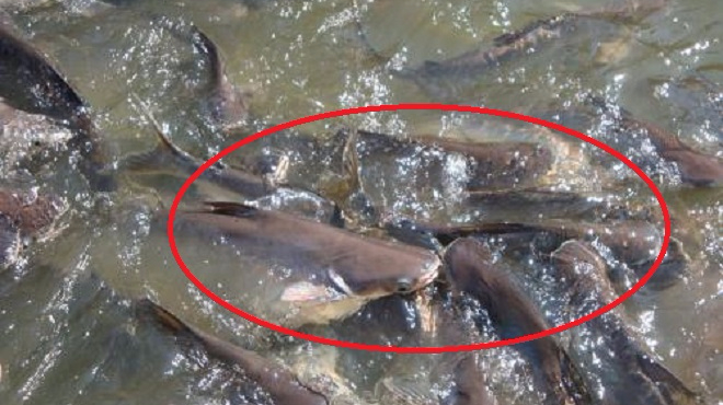 这种鱼就喜欢钻泥巴地!水越脏长的越肥!可国人就是疯狂爱吃!