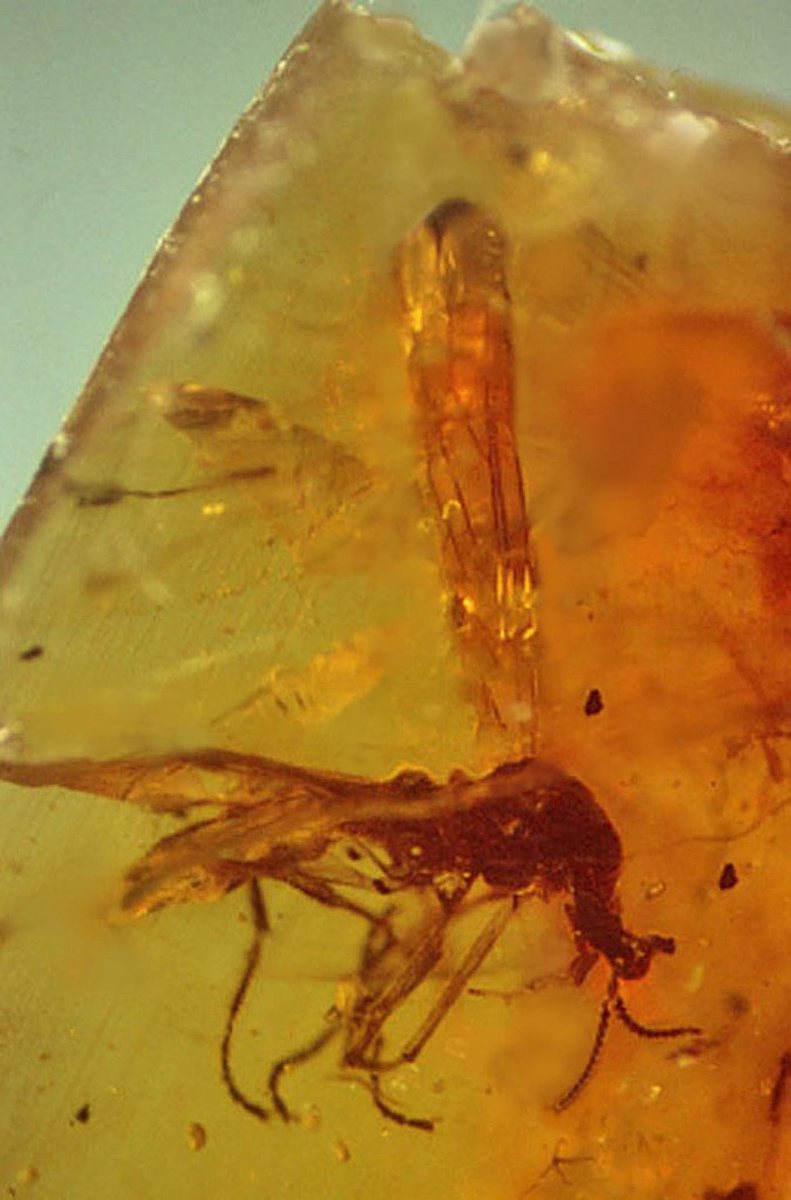 白垩纪研究期刊：促进对白垩纪地质、古生物学和地球科学的研究