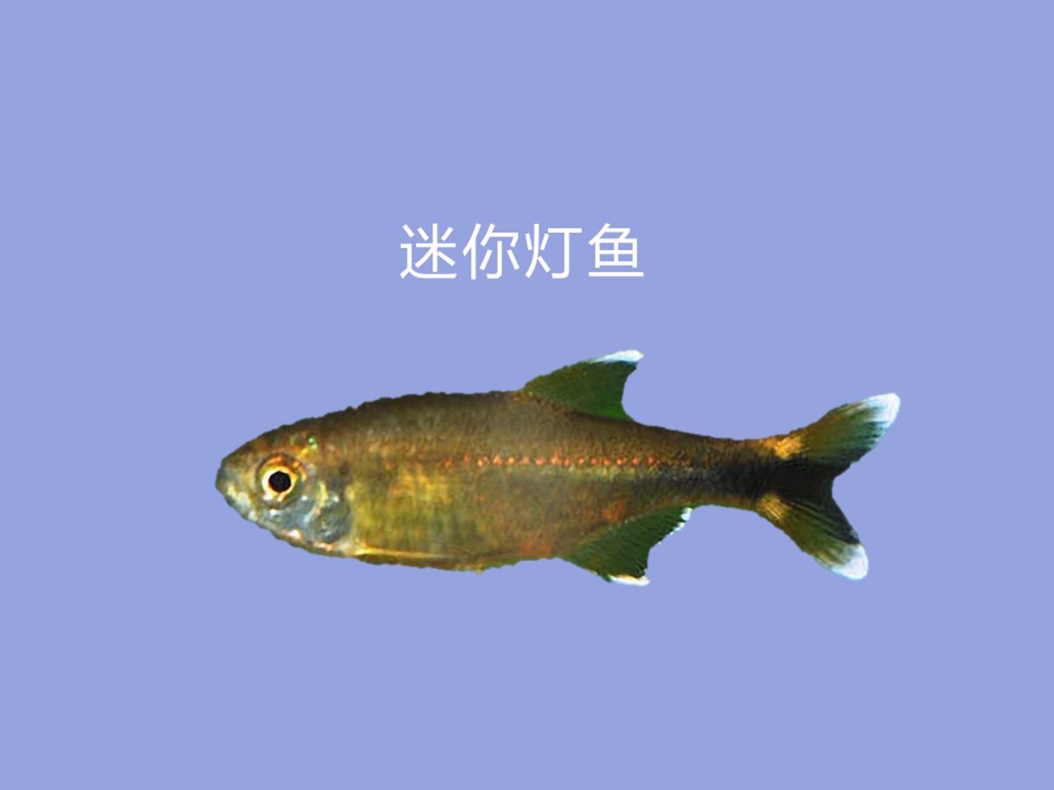 迷你灯鱼:学名银顶光尾裙鱼