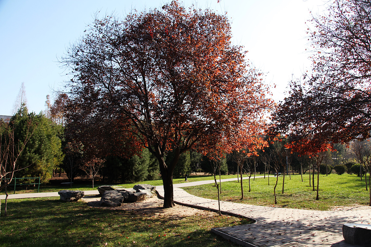 西安高新科技职业学院会计专业怎么样？优势劣势分析