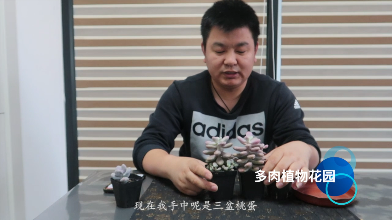 多肉植物花园教你区别桃蛋和桃美人