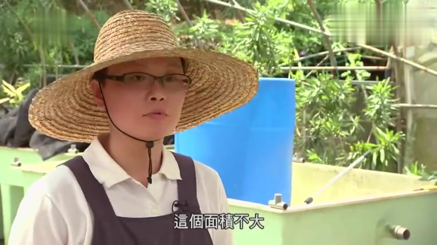 鱼菜共生系统,让鱼来种菜,鱼种菜,菜养鱼,真是两全其美