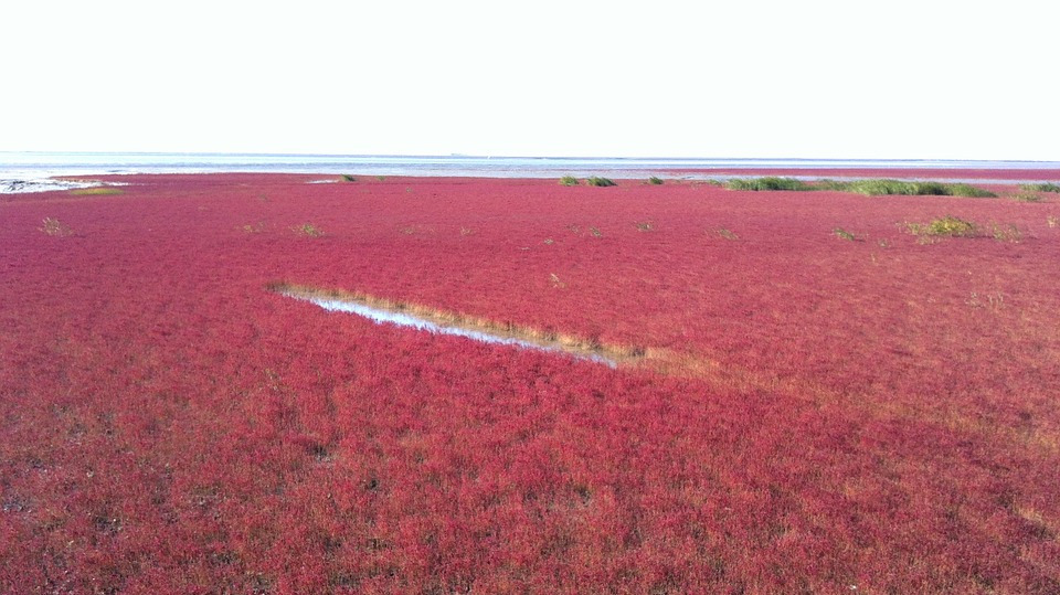 [图]高中生物:原核细胞和真核细胞——赤潮和水华(修正版)