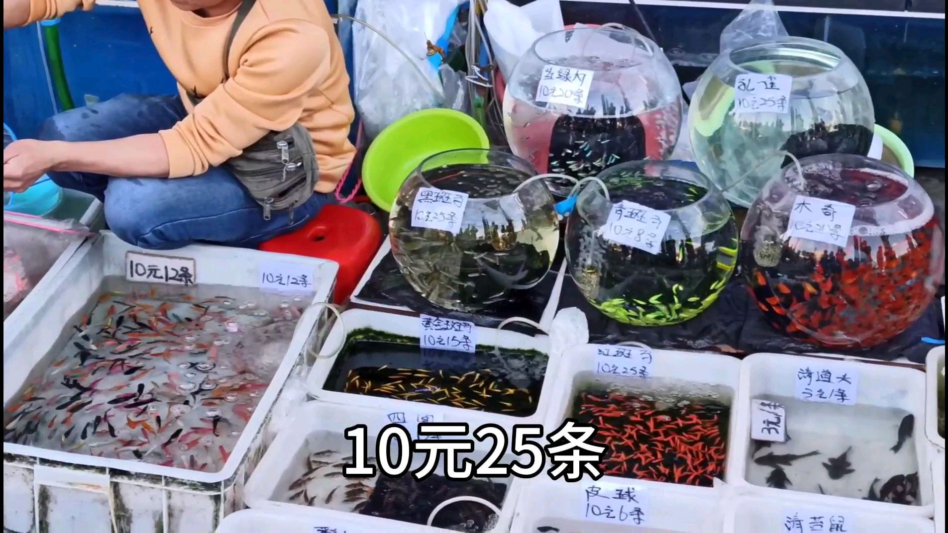 带大家看下国内顶级的花地湾花鸟鱼艺市场,10元能买到25条金鱼!