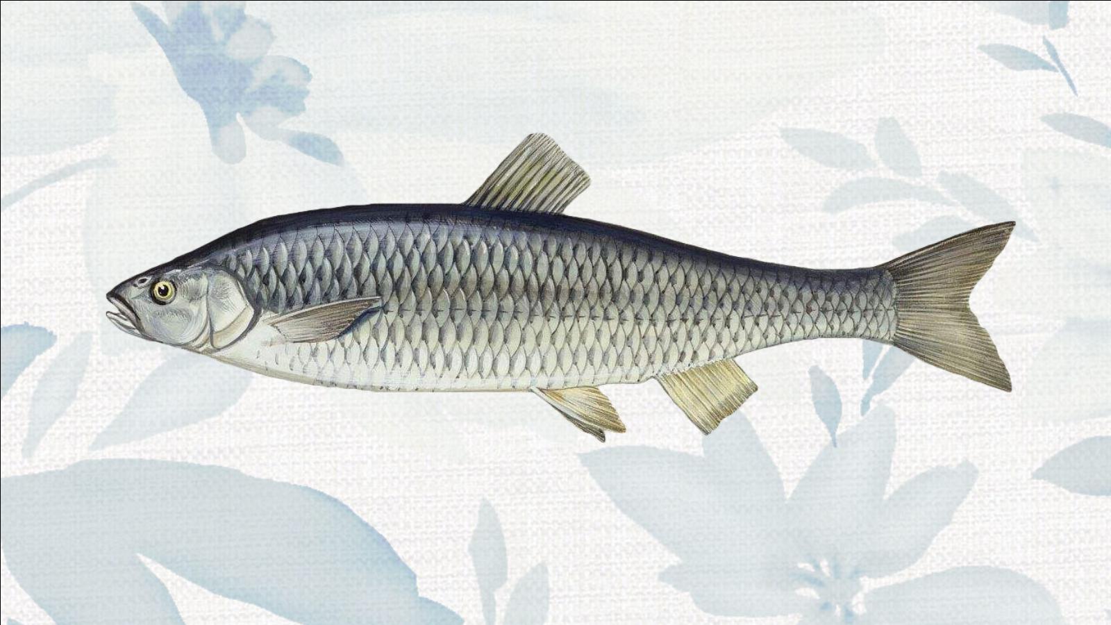 原来长这样雅罗鱼属