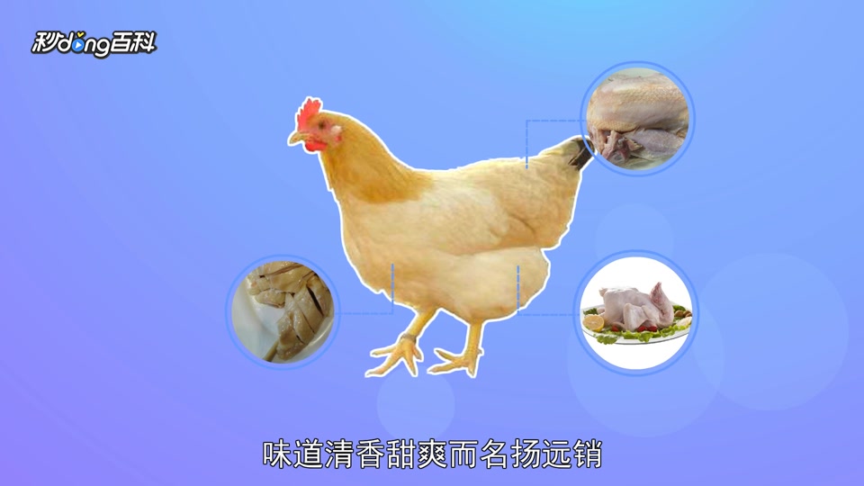 原来怀乡三黄鸡长这样