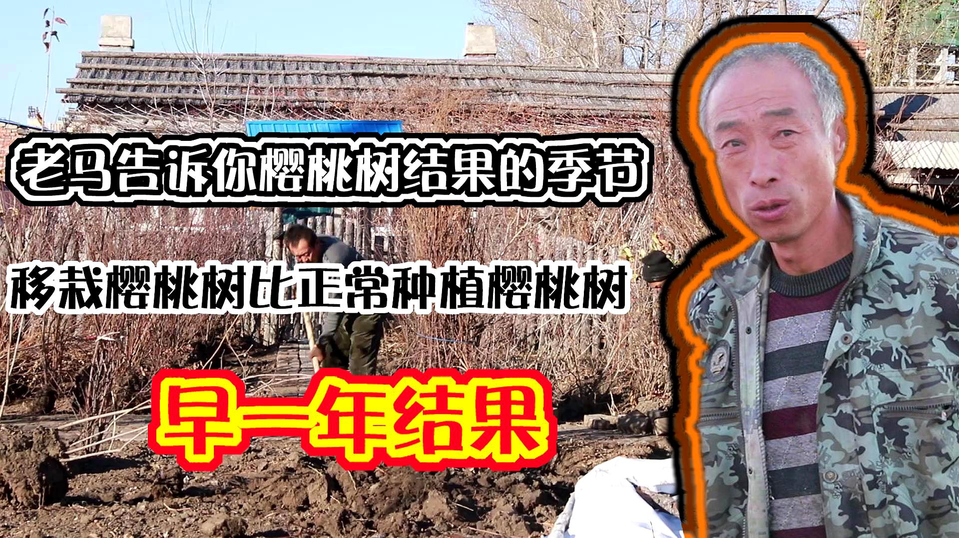 [图]老马告诉你樱桃树结果的季节,移栽比正常种植的樱桃树早一年结果