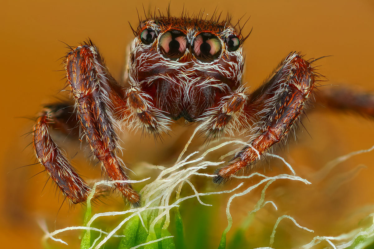 置信系数为2代表什么