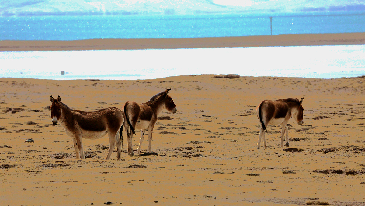 青海大学概况：地理位置、地形地貌、植物资源 - 青海大学官网