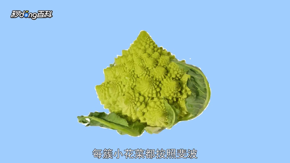 原来宝塔菜花长这样