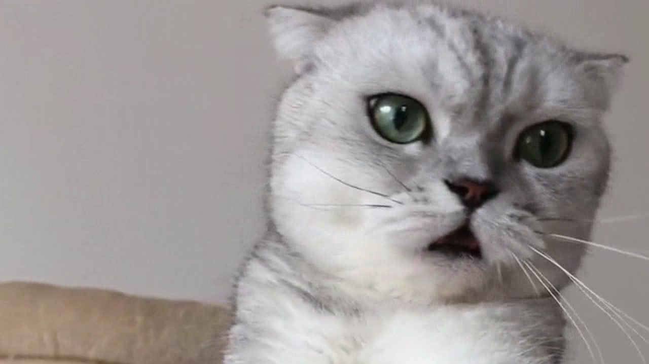 猫咪以为女主人在外有了别的猫,发怒咬女主人的手指,是吃醋了吗