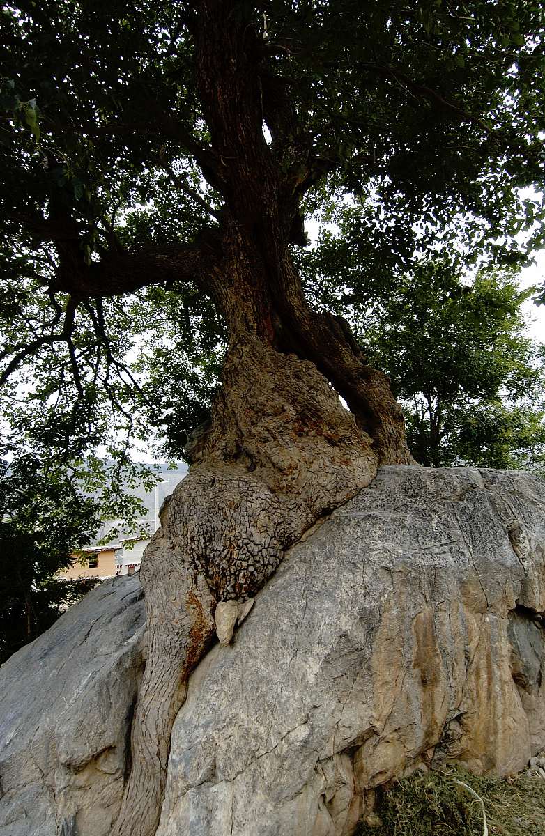 2020年四川城市技师学院招生报读条件详解 - 高素质技能人才培养摇篮