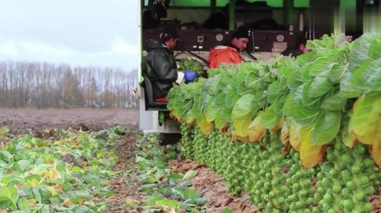 国外的农民全机械化,直接坐车上收割青菜