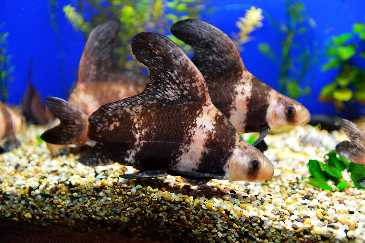 昂刺鱼：珍贵深海鱼类，营养丰富，价格昂贵