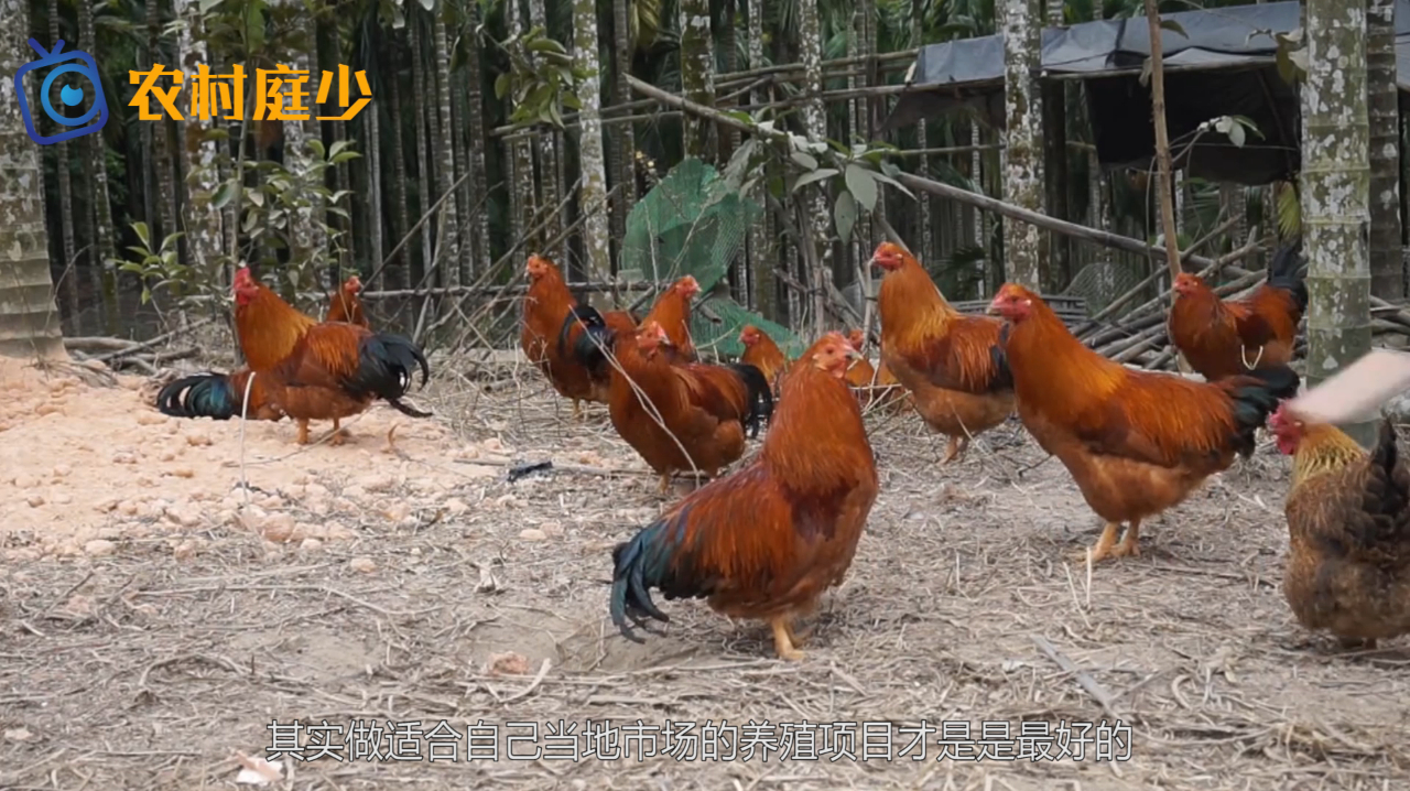 农村比较适合养殖业,那农村养殖项目有哪些呢?养殖前景如何?