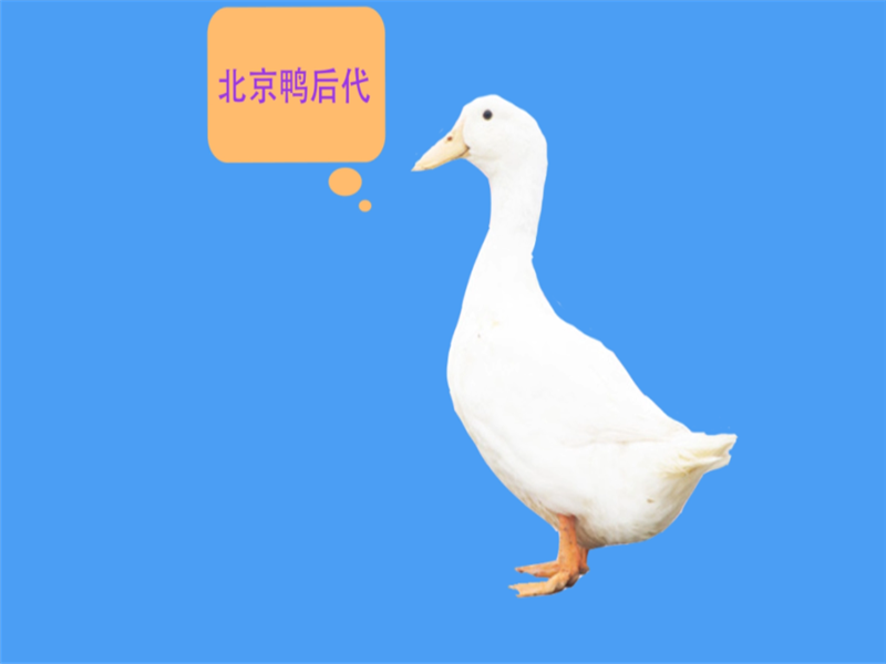 樱桃谷鸭:全身的白色、生长速度快