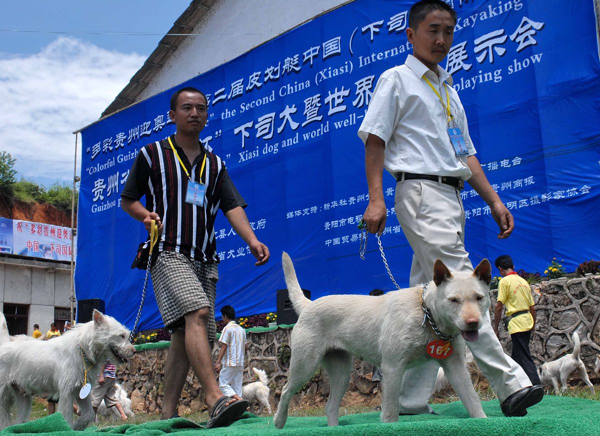8月3日,养犬爱好者在当日下司犬暨<strong>世界</strong>名犬展示会展示下司犬.