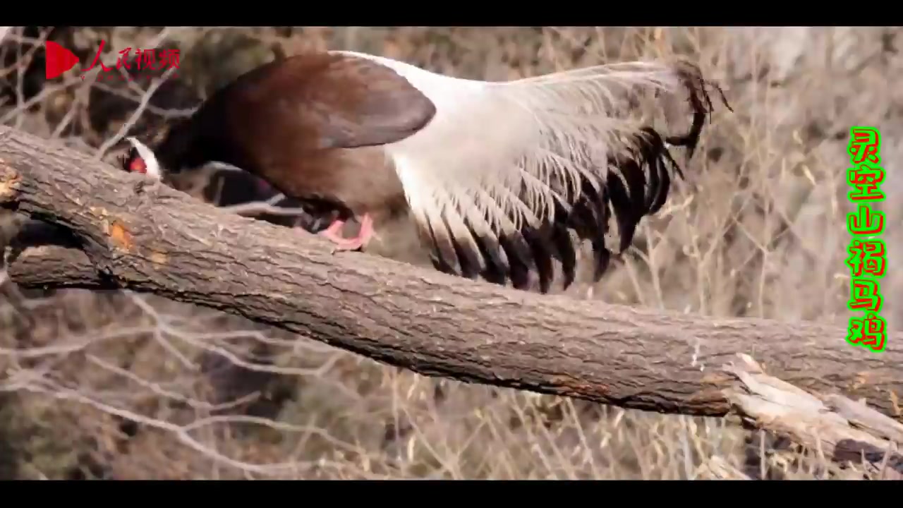 绿色沁源 灵空山东钟楼 褐马鸡 真漂亮