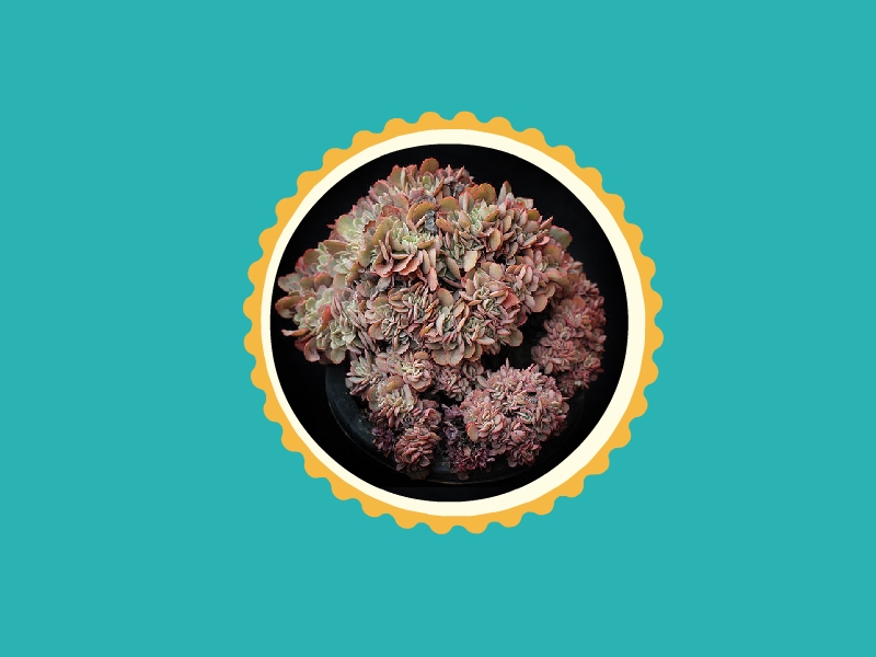 高砂之翁:景天科,拟石莲花属的多肉植物