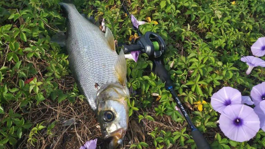 野钓特有鱼种:大眼翘嘴鱼,最终将5斤的野生翘嘴鱼放生
