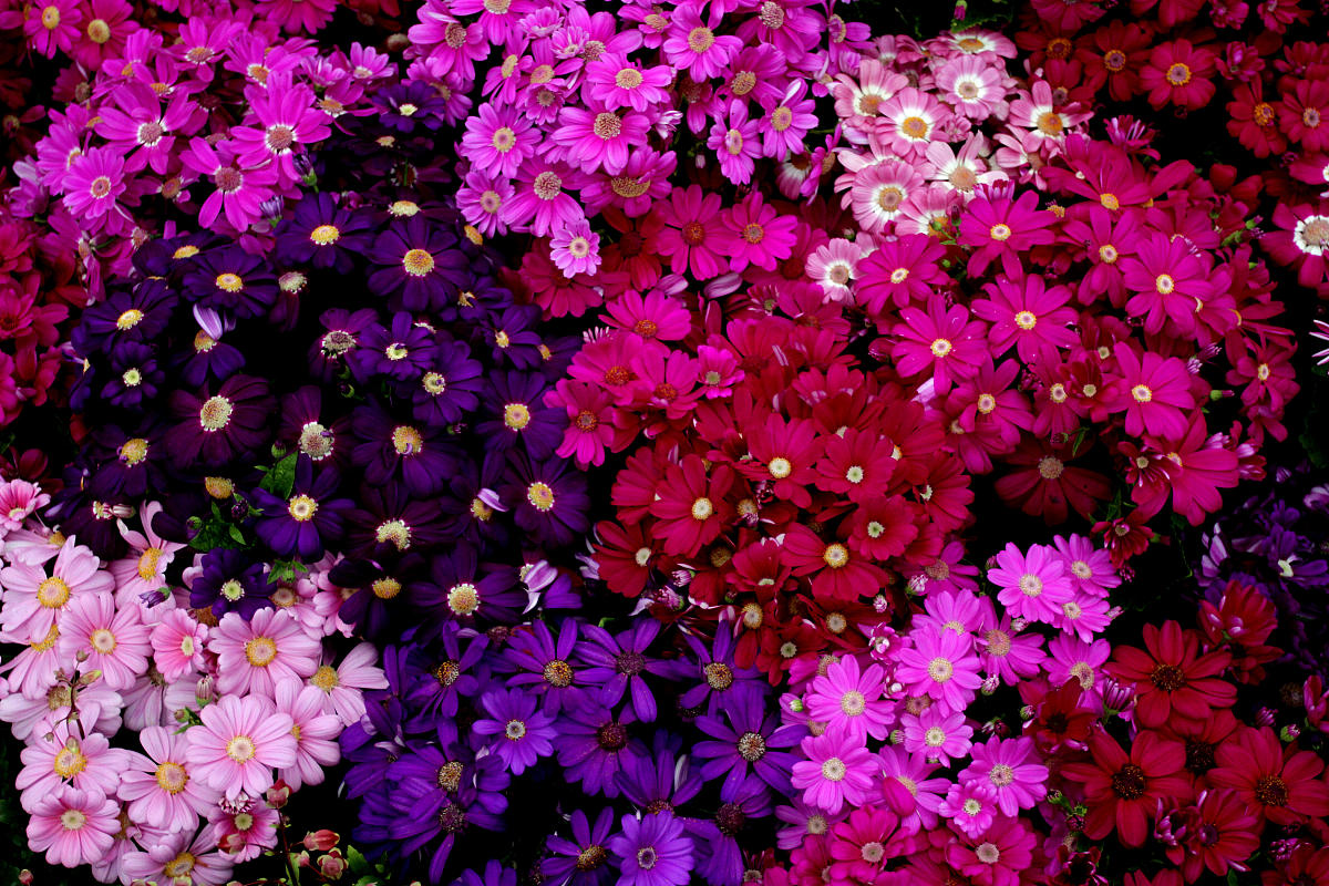 请你写一首关于春天的诗句