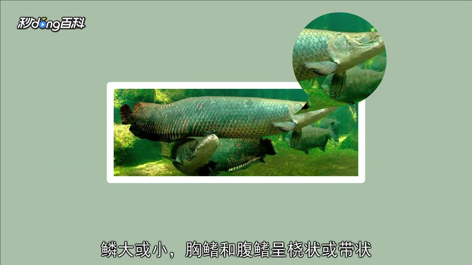 原来肺鱼类长这样