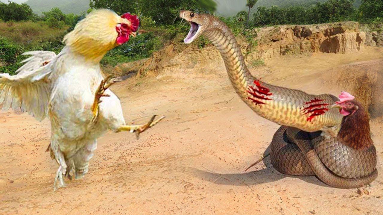 谁说夫妻本是同林鸟,公鸡疯狂的攻击蟒蛇,只为救出被困的母鸡