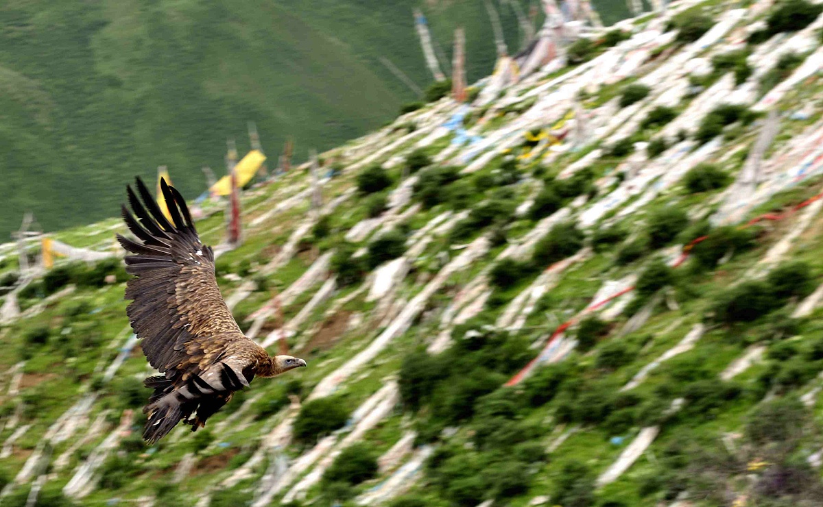 不如原神 是什么意思