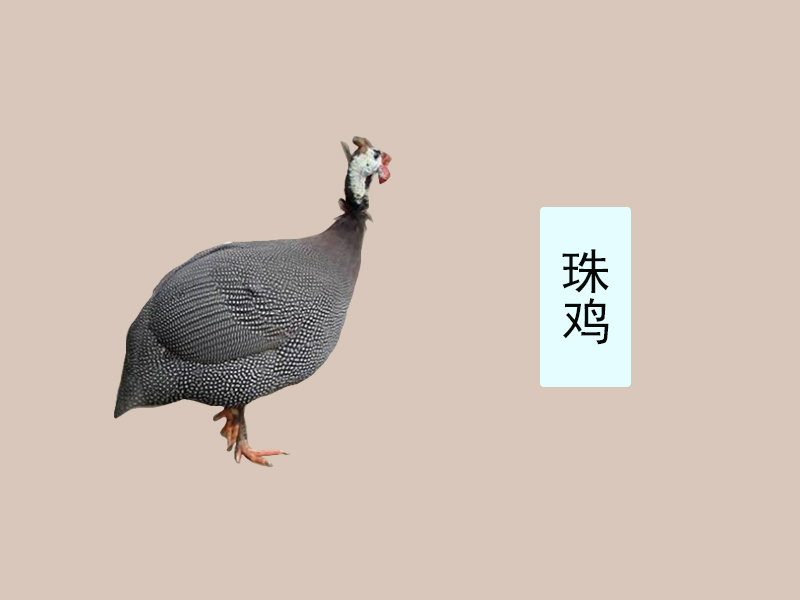 珠鸡:鸡形目珠鸡科的鸟类