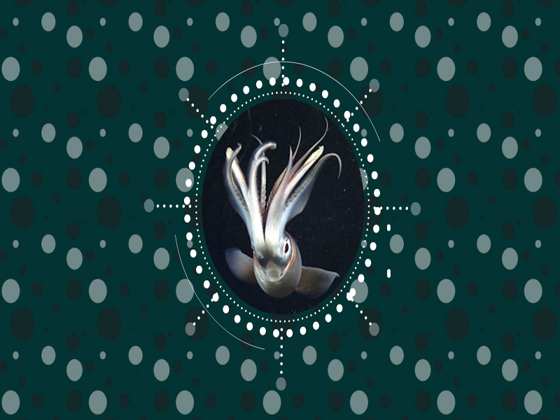 洪堡鱿鱼:又称美洲大赤鱿