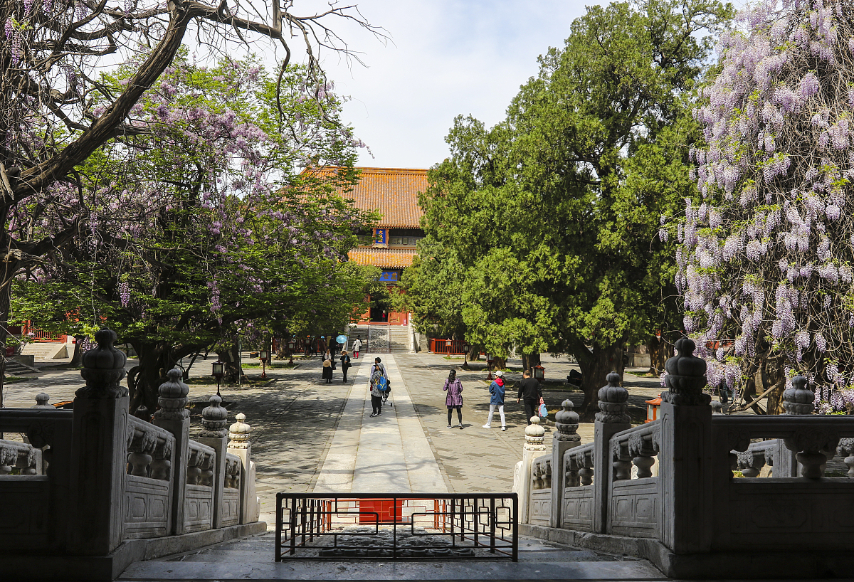 ***_***2018年4月24日,北京,孔庙内的紫藤花盛开,引起游人的关注.