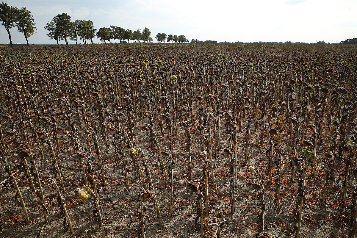 请按照nature期刊改下下面这句话的语法结构：Soil aggregates are considered to be an important determinant of soil fertility in agroecosystems