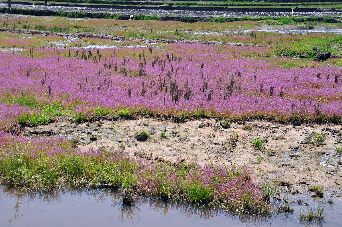 描写春天的优美句子
