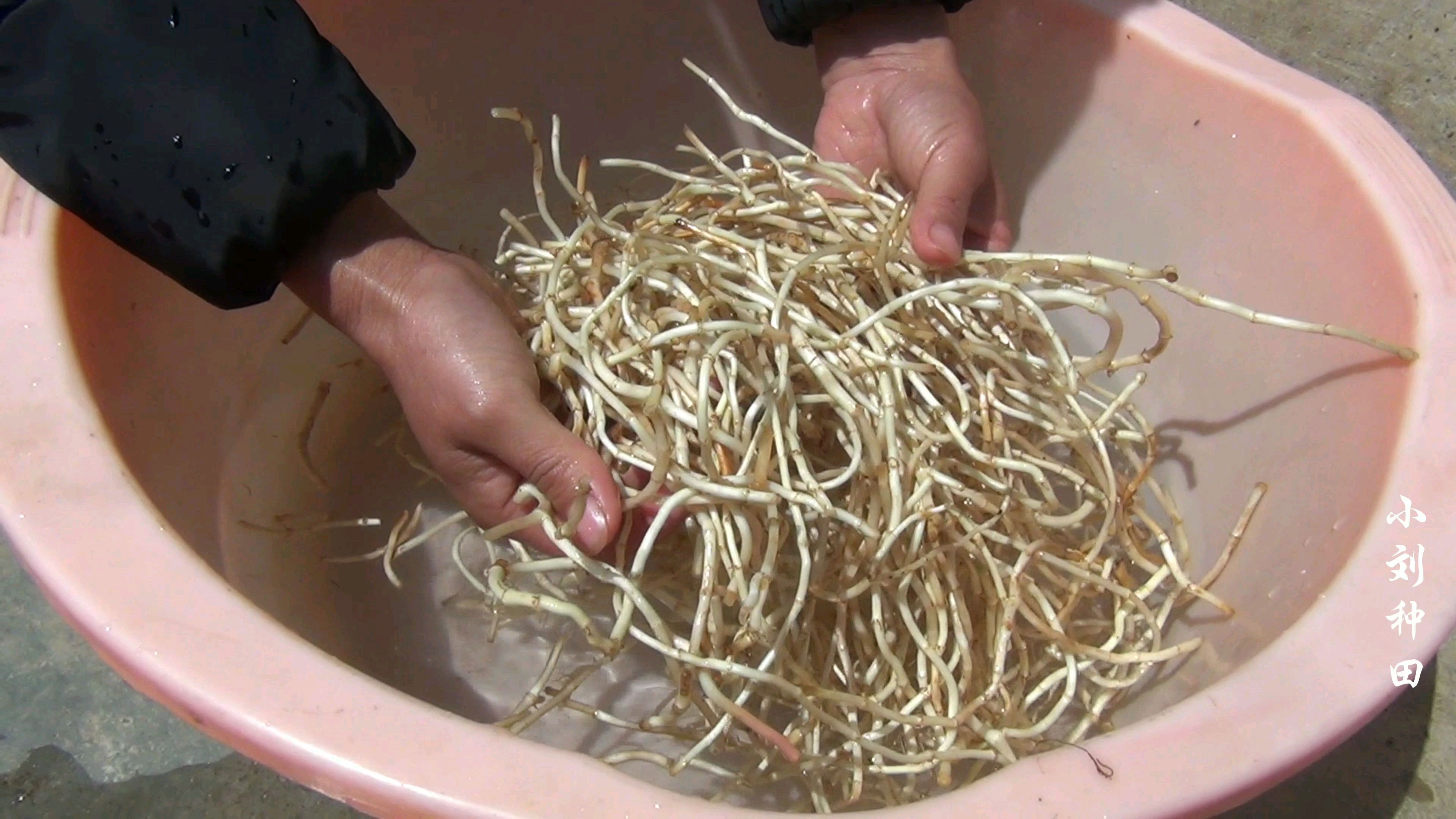 农村媳妇田野挖回来的折耳根,这样吃味道不错