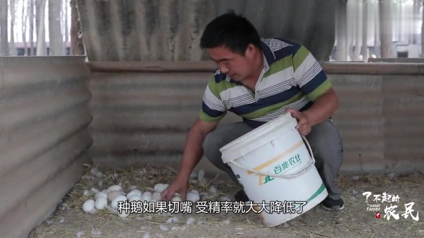 鹅交配还要用嘴?一旦被切秒变“子孙”绝缘体,为啥?
