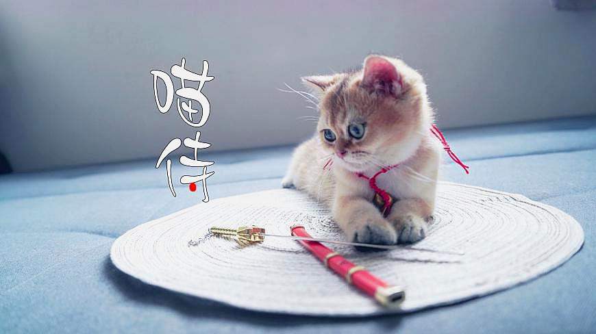 [图]「猫侍」胖玖cosplay版