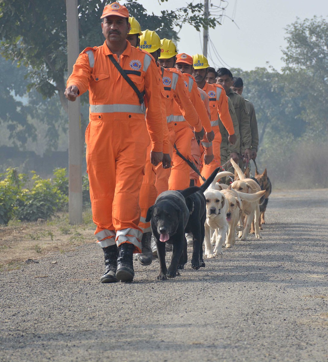 工作犬在废墟搜救中扮演的关键角色 - 任务与职责