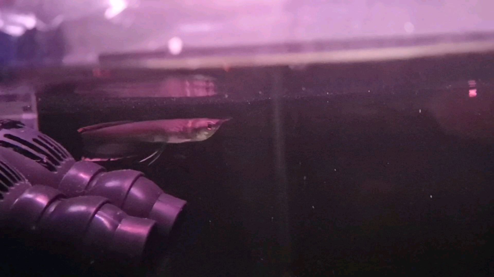 黑带龙鱼的生长速度真是一个问题