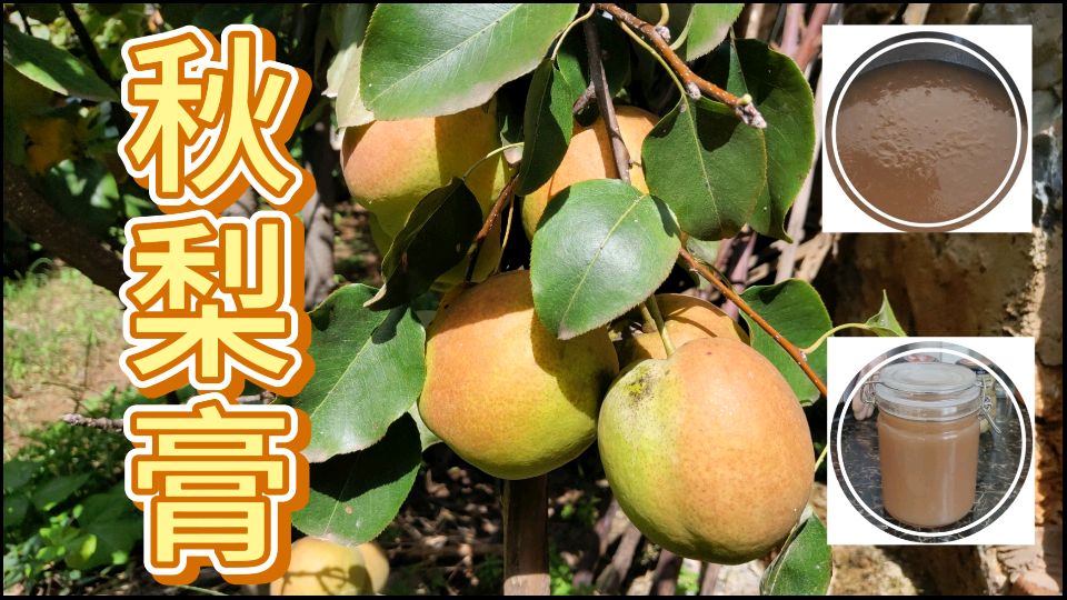 8斤梨熬了3小时,农村胡哥忙碌了一下午,终于做成了润肺的秋梨膏