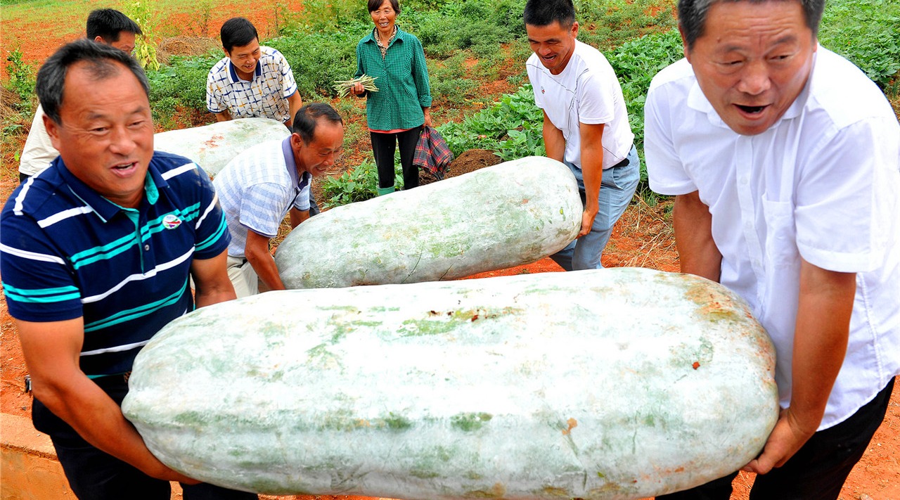 菜市场上常见的冬瓜,对人体都有什么好处呢?答案出乎意料