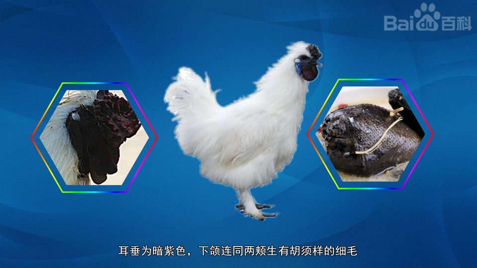 白绒乌骨鸡