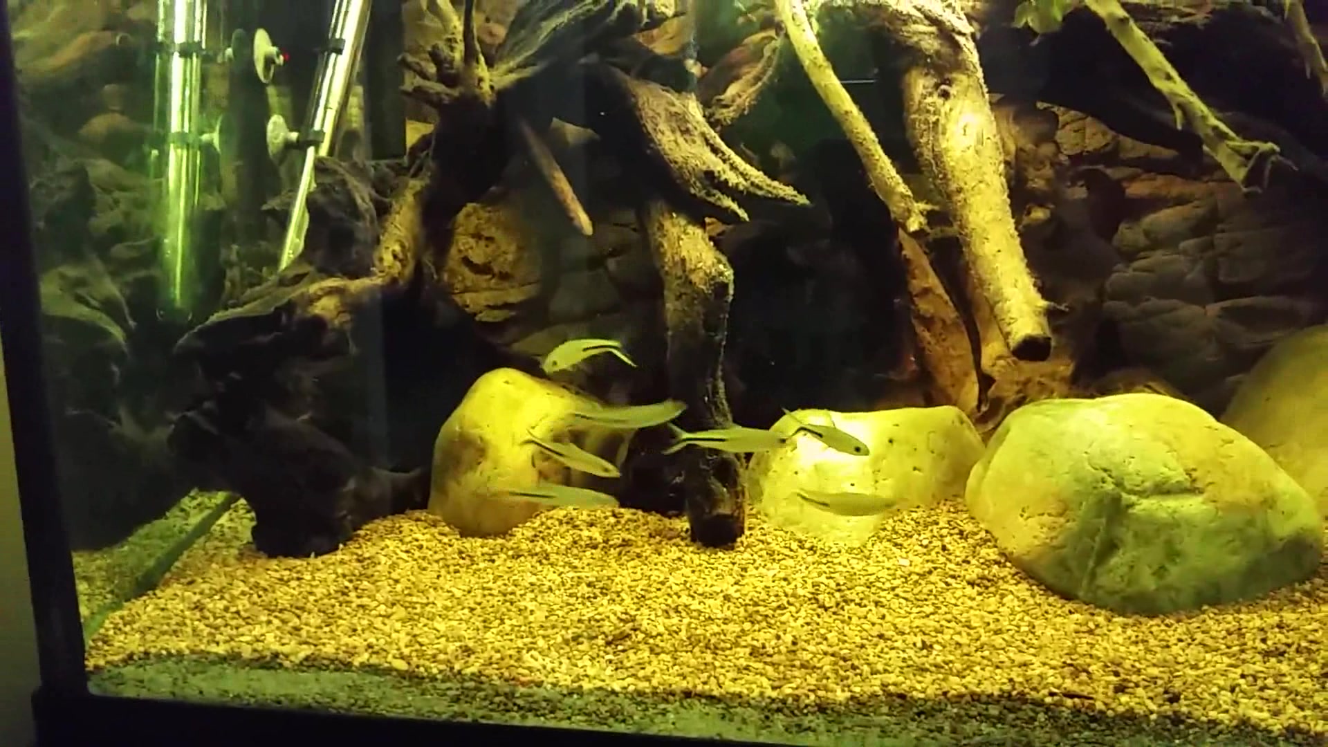 在水草下面,一群漂亮的埃及神仙鱼欢快的游来游去,这画面太赞了