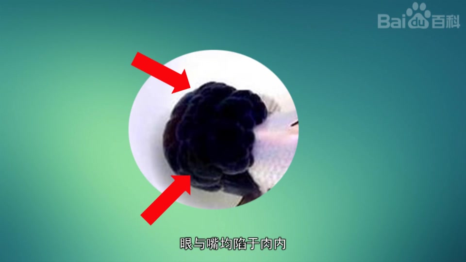 狮子头金鱼
