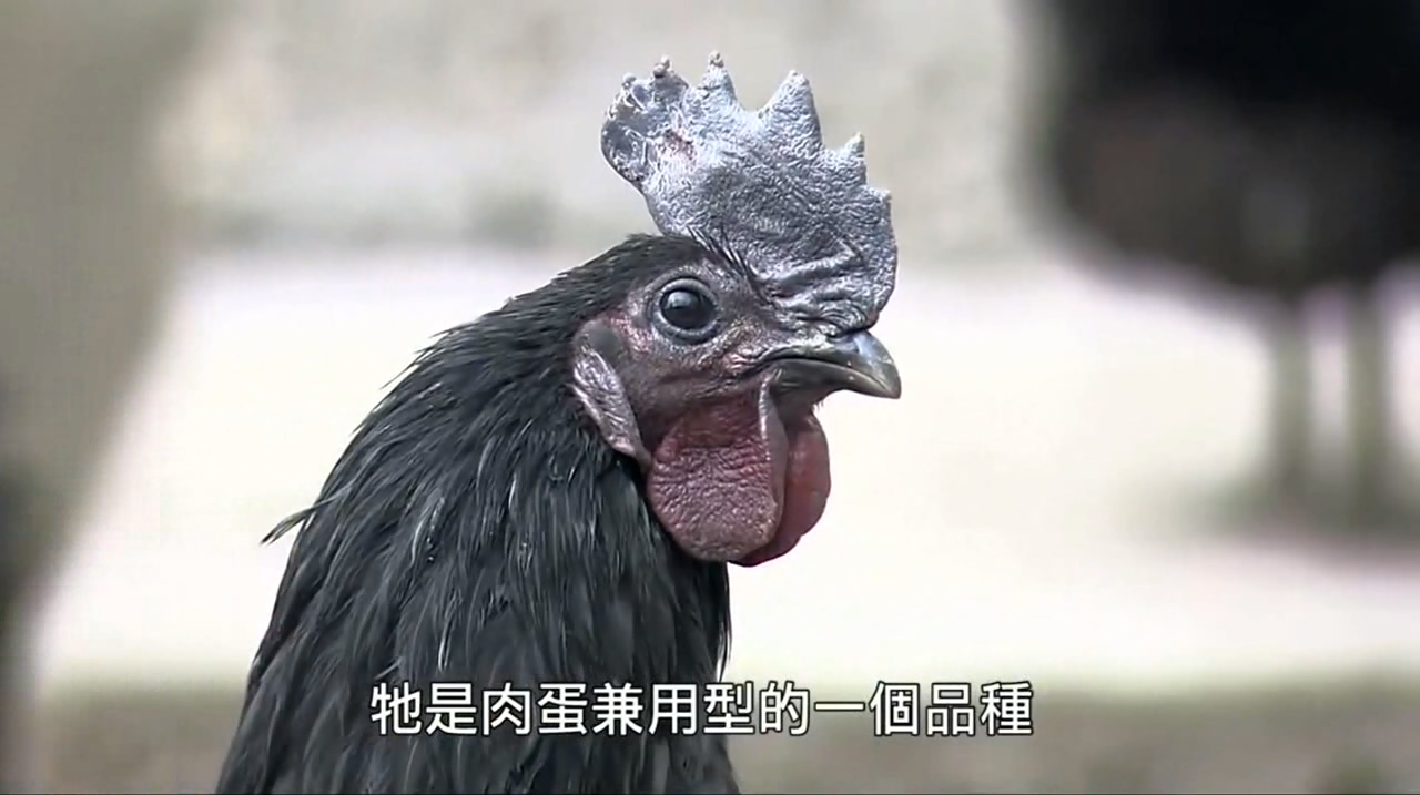 四川万源的旧院黑鸡,品种优良,土生土长,才能保证肉质细嫩清香