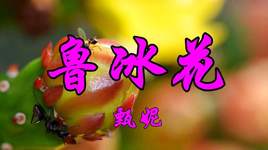 [图]怀旧老歌,甄妮一首《鲁冰花》带来满满的回忆