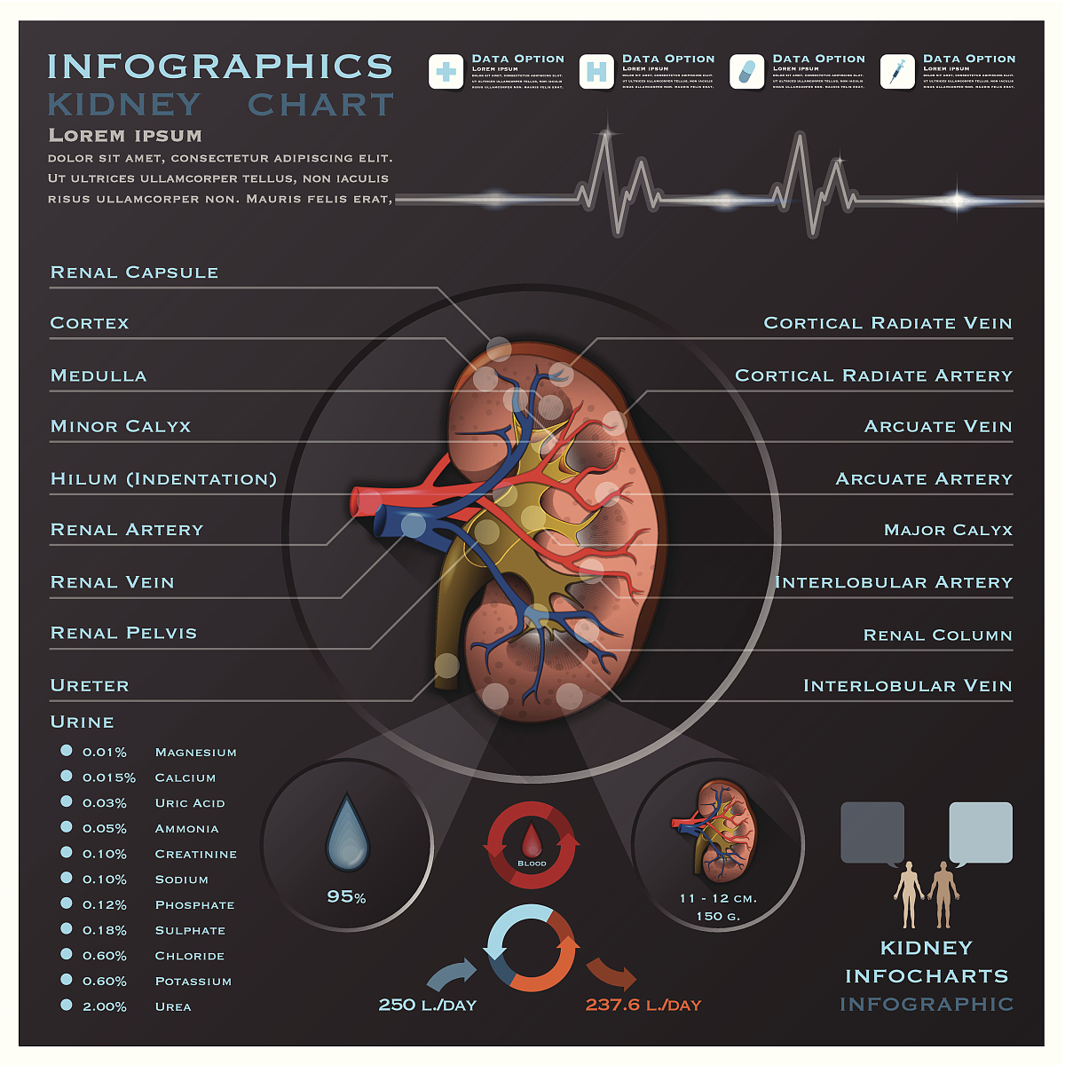 脱细胞人胎盘：肝化过程的理想支架