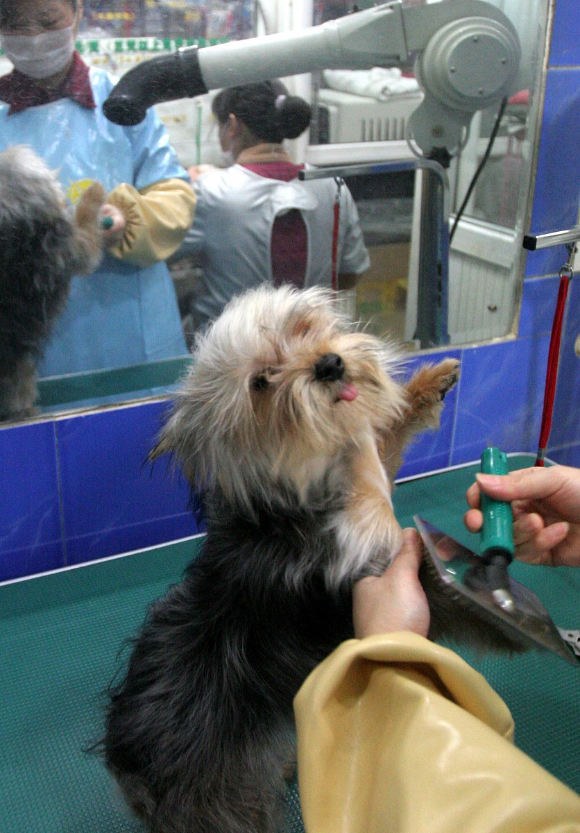 贵州农业职业学院宠物临床诊疗技术专业就业前景怎么样