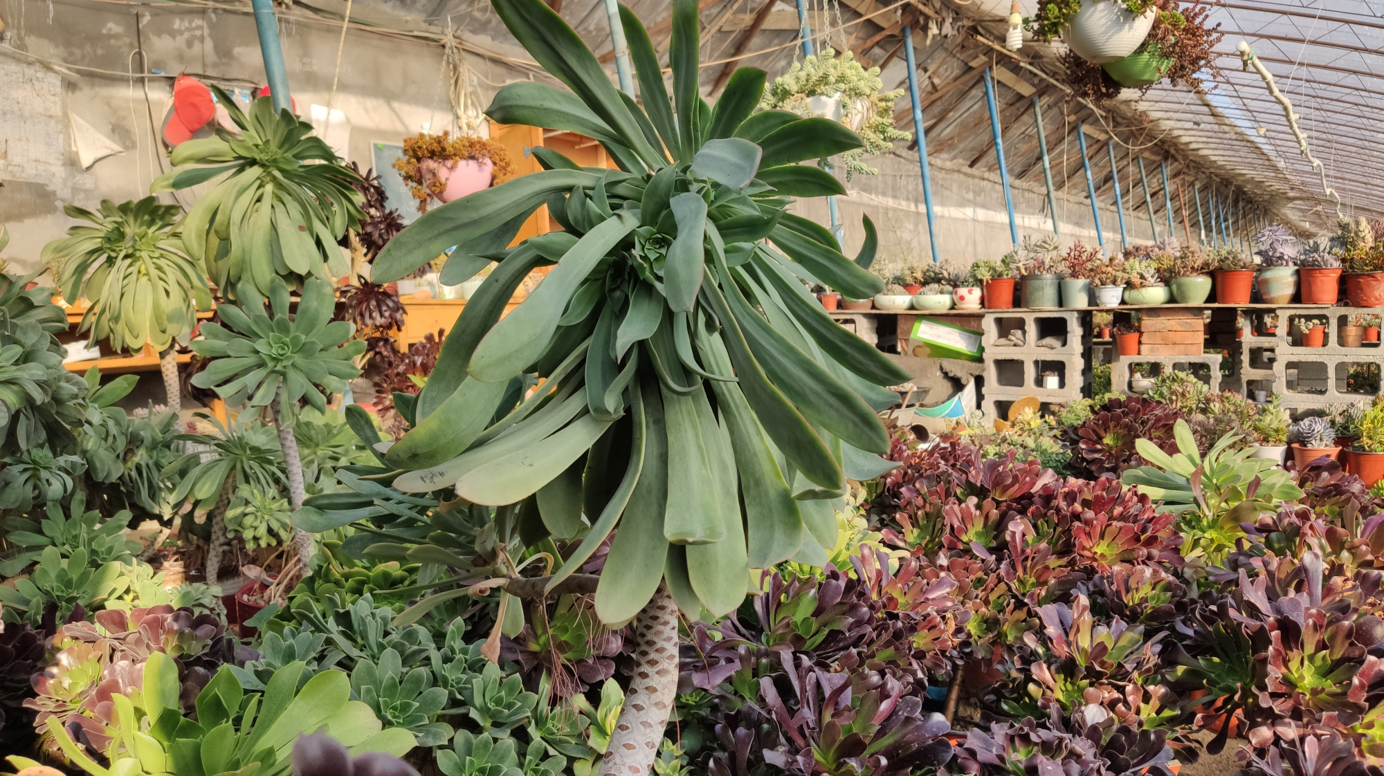 参观北京平谷地区最大的多肉植物繁殖基地,真是大开眼界