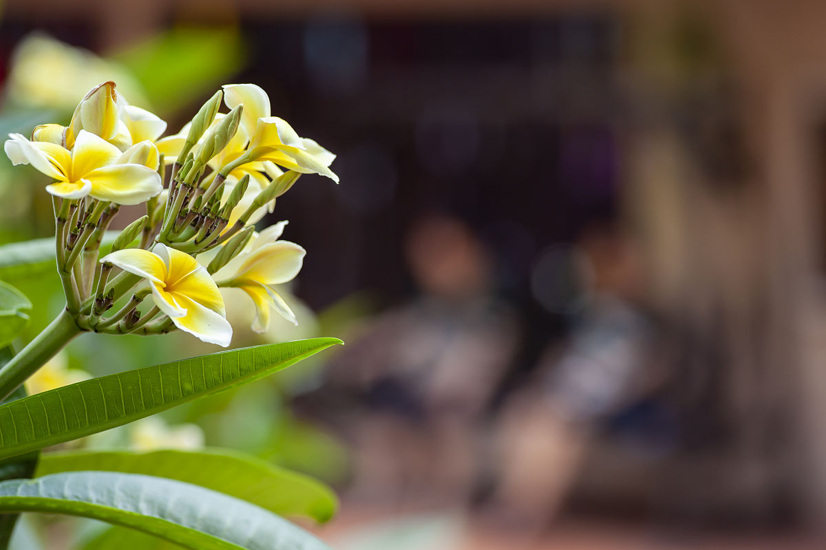 2010年1月29日,泰国的那些花儿石斛兰和鸡蛋花.