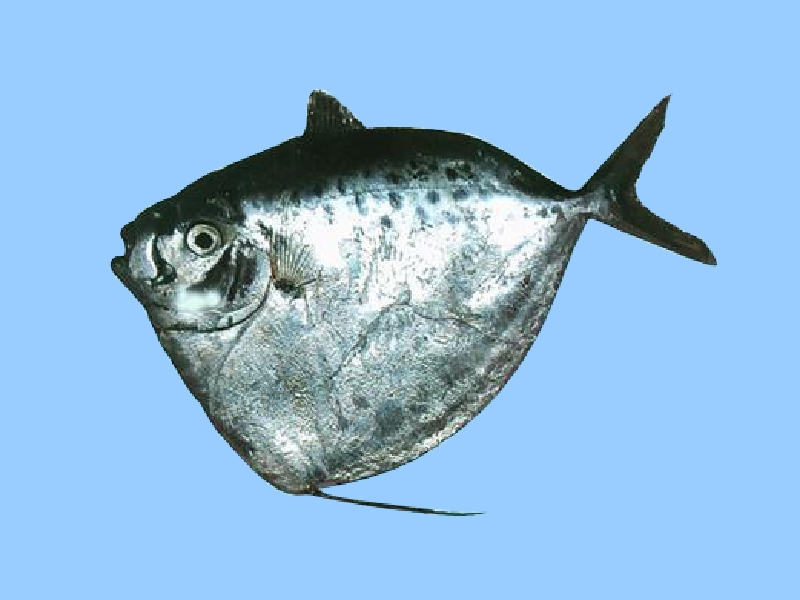 刀鲳鱼:眼镜鱼科下仅有的一种